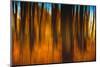 An Impressionistic in Camera Blur of Colorful Autumn Trees-Rona Schwarz-Mounted Photographic Print