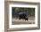 An Indian bison (bos gaurus bandhavgarh) walking, Bandhavgarh National Park, Madhya Pradesh, India,-Sergio Pitamitz-Framed Photographic Print