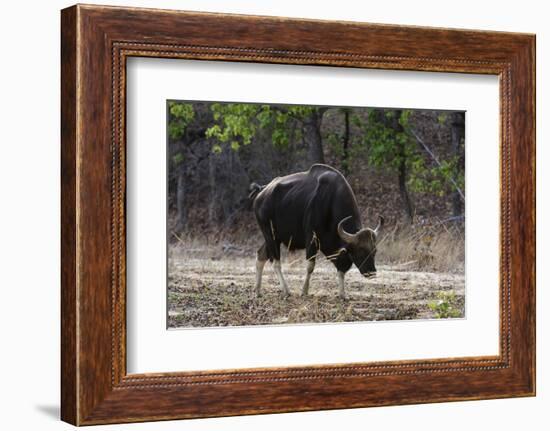 An Indian bison (bos gaurus bandhavgarh) walking, Bandhavgarh National Park, Madhya Pradesh, India,-Sergio Pitamitz-Framed Photographic Print