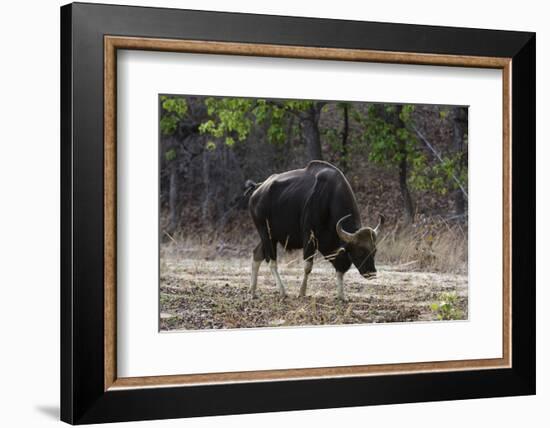An Indian bison (bos gaurus bandhavgarh) walking, Bandhavgarh National Park, Madhya Pradesh, India,-Sergio Pitamitz-Framed Photographic Print