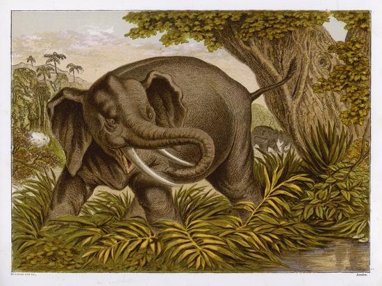 Art Print, , large