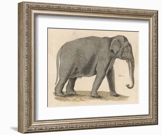 An Indian Elephant-null-Framed Photographic Print