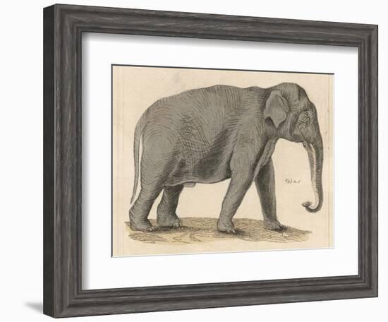 An Indian Elephant-null-Framed Photographic Print