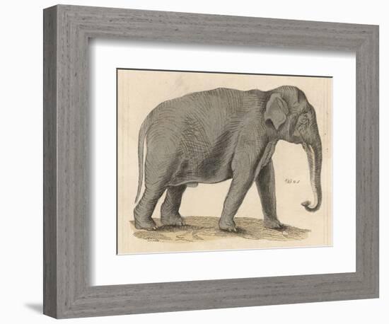 An Indian Elephant-null-Framed Photographic Print