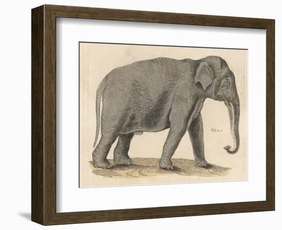 An Indian Elephant-null-Framed Photographic Print