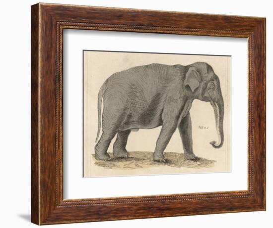 An Indian Elephant-null-Framed Photographic Print