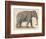 An Indian Elephant-null-Framed Photographic Print