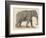 An Indian Elephant-null-Framed Photographic Print