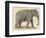 An Indian Elephant-null-Framed Photographic Print