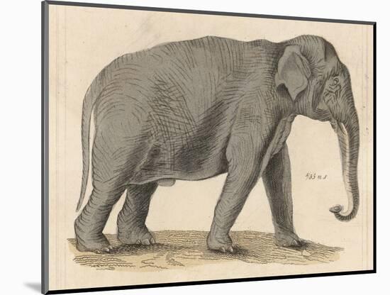 An Indian Elephant-null-Mounted Photographic Print
