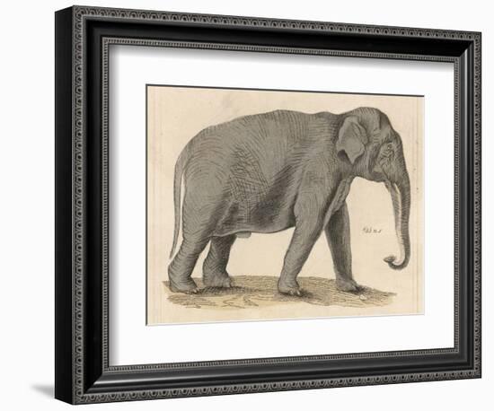 An Indian Elephant-null-Framed Photographic Print