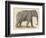 An Indian Elephant-null-Framed Photographic Print