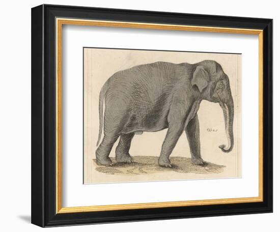 An Indian Elephant-null-Framed Photographic Print