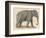 An Indian Elephant-null-Framed Photographic Print