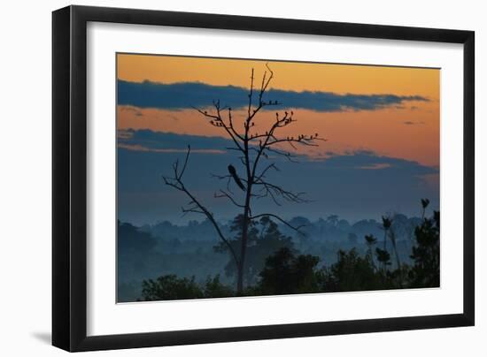 An Indian Peacock in a Tree at Sunrise-Alex Saberi-Framed Photographic Print