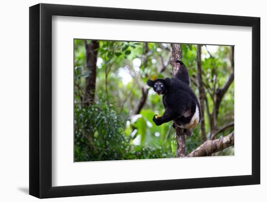 An Indri Lemur on the Tree Watches the Visitors to the Park-Cavan Images-Framed Photographic Print