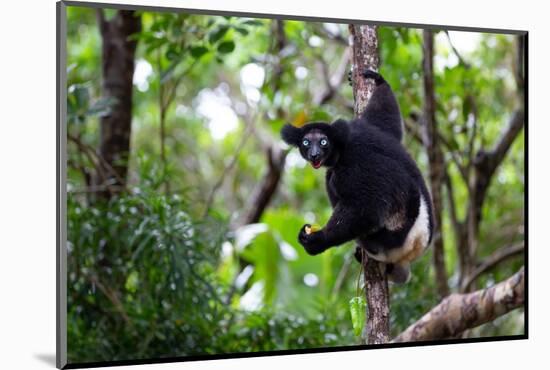 An Indri Lemur on the Tree Watches the Visitors to the Park-Cavan Images-Mounted Photographic Print