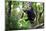 An Indri Lemur on the Tree Watches the Visitors to the Park-Cavan Images-Mounted Photographic Print