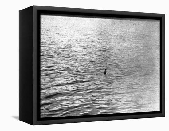 An Infamous Image of the Loch Ness Monster-null-Framed Premier Image Canvas