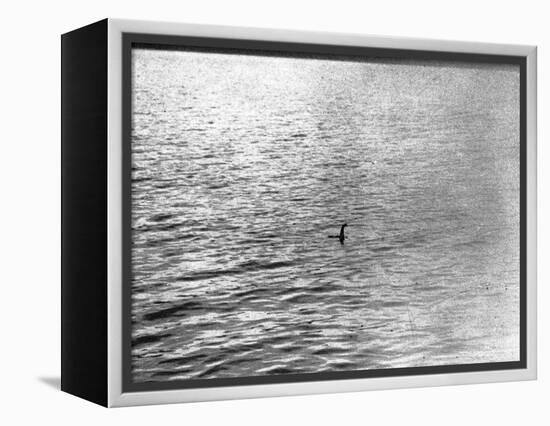 An Infamous Image of the Loch Ness Monster-null-Framed Premier Image Canvas