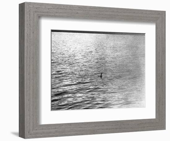 An Infamous Image of the Loch Ness Monster-null-Framed Photographic Print