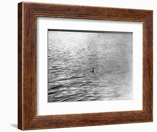 An Infamous Image of the Loch Ness Monster-null-Framed Photographic Print