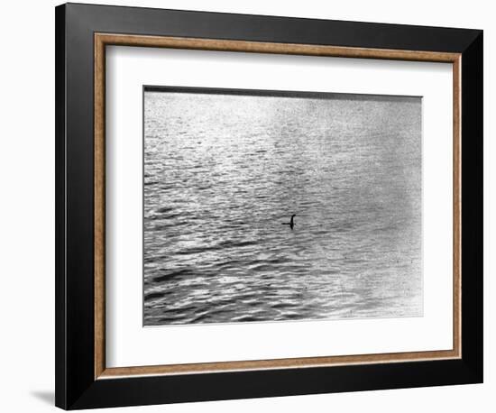 An Infamous Image of the Loch Ness Monster-null-Framed Photographic Print