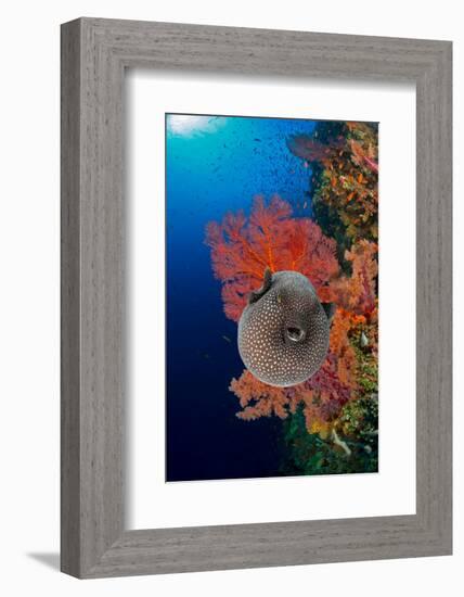 An inflated Guineafowl pufferfish in front of sea fans, Fiji-David Fleetham-Framed Photographic Print