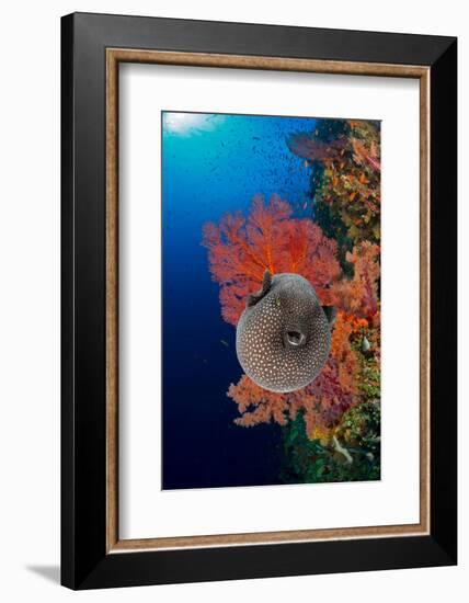 An inflated Guineafowl pufferfish in front of sea fans, Fiji-David Fleetham-Framed Photographic Print