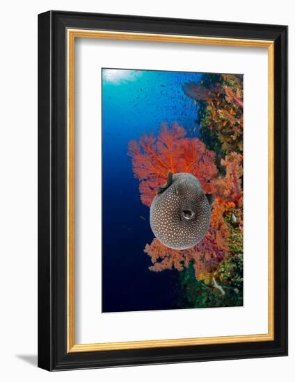 An inflated Guineafowl pufferfish in front of sea fans, Fiji-David Fleetham-Framed Photographic Print