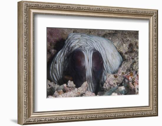 An Inquisitive Octopus in a Fijian Reef-Stocktrek Images-Framed Photographic Print