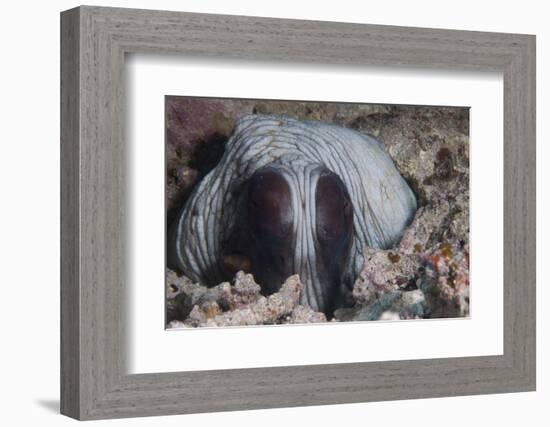 An Inquisitive Octopus in a Fijian Reef-Stocktrek Images-Framed Photographic Print
