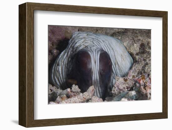 An Inquisitive Octopus in a Fijian Reef-Stocktrek Images-Framed Photographic Print