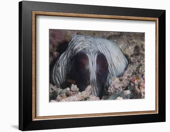 An Inquisitive Octopus in a Fijian Reef-Stocktrek Images-Framed Photographic Print