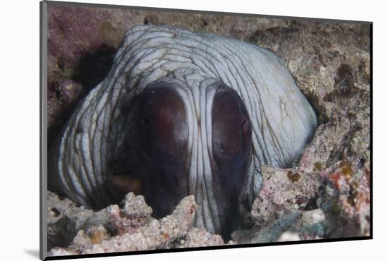 An Inquisitive Octopus in a Fijian Reef-Stocktrek Images-Mounted Photographic Print