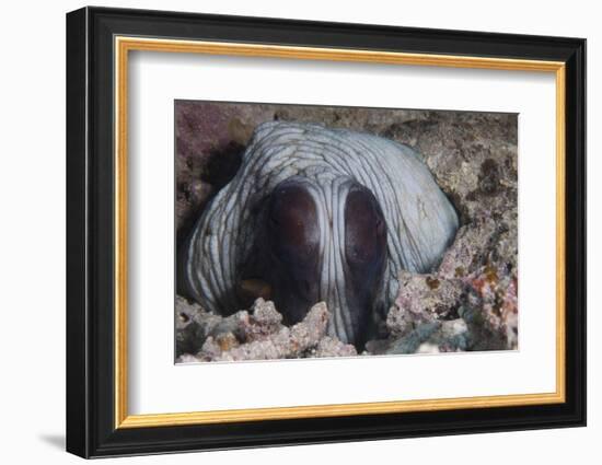 An Inquisitive Octopus in a Fijian Reef-Stocktrek Images-Framed Photographic Print