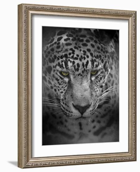 An Intense Stare-Jai Johnson-Framed Giclee Print