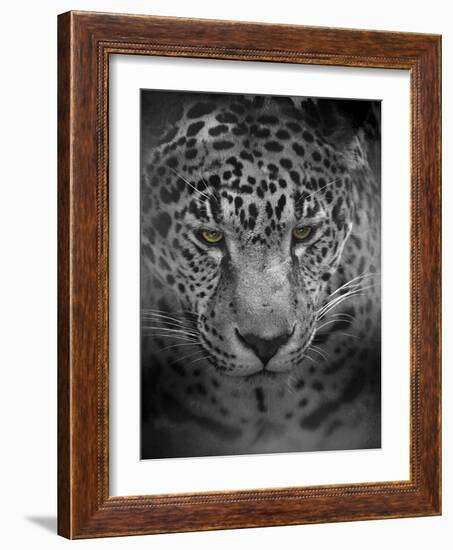 An Intense Stare-Jai Johnson-Framed Giclee Print