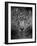 An Intense Stare-Jai Johnson-Framed Giclee Print