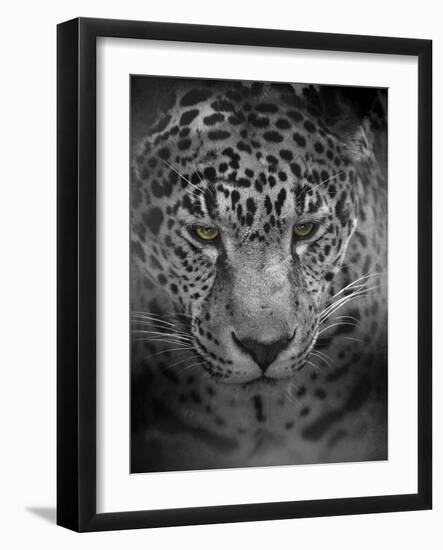 An Intense Stare-Jai Johnson-Framed Giclee Print