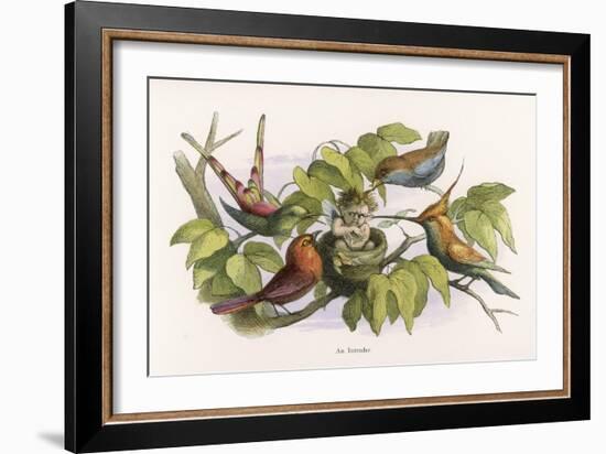 An Intruding Elf Makes Himself at Home in a Birds Nest-Richard Doyle-Framed Art Print