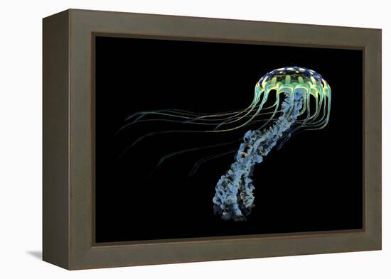 An Iridescent Blue Jellyfish with Trailing Stinging Tentacles-null-Framed Stretched Canvas