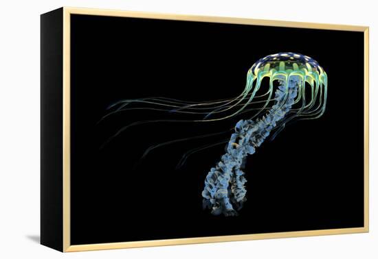 An Iridescent Blue Jellyfish with Trailing Stinging Tentacles-null-Framed Stretched Canvas