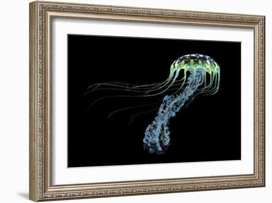 An Iridescent Blue Jellyfish with Trailing Stinging Tentacles-null-Framed Art Print