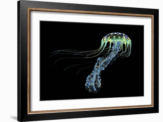 An Iridescent Blue Jellyfish with Trailing Stinging Tentacles-null-Framed Art Print