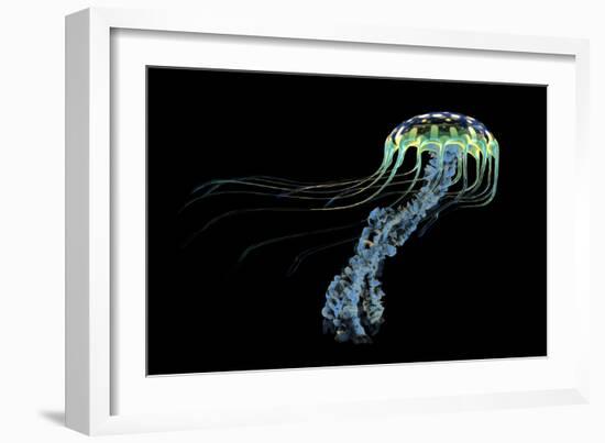 An Iridescent Blue Jellyfish with Trailing Stinging Tentacles--Framed Art Print