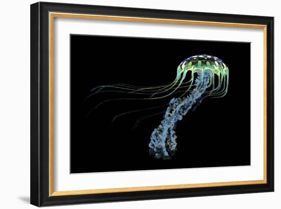 An Iridescent Blue Jellyfish with Trailing Stinging Tentacles-null-Framed Art Print