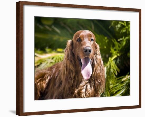 An Irish Setter Lying Surrounded by Greenery, California, USA-Zandria Muench Beraldo-Framed Photographic Print