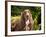 An Irish Setter Lying Surrounded by Greenery, California, USA-Zandria Muench Beraldo-Framed Photographic Print