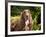 An Irish Setter Lying Surrounded by Greenery, California, USA-Zandria Muench Beraldo-Framed Photographic Print